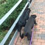 Photo of Doggie Trail