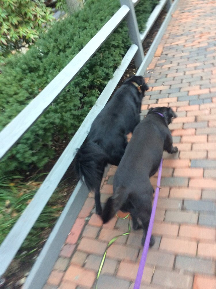 DOGGIE TRAIL Updated September 2024 27 Reviews Cambridge