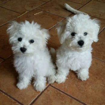 Arbor Pet Clinic - Skyler & Teagan can't wait to see Dr Turner again! - Veterinarians Near Me - Lodi, California