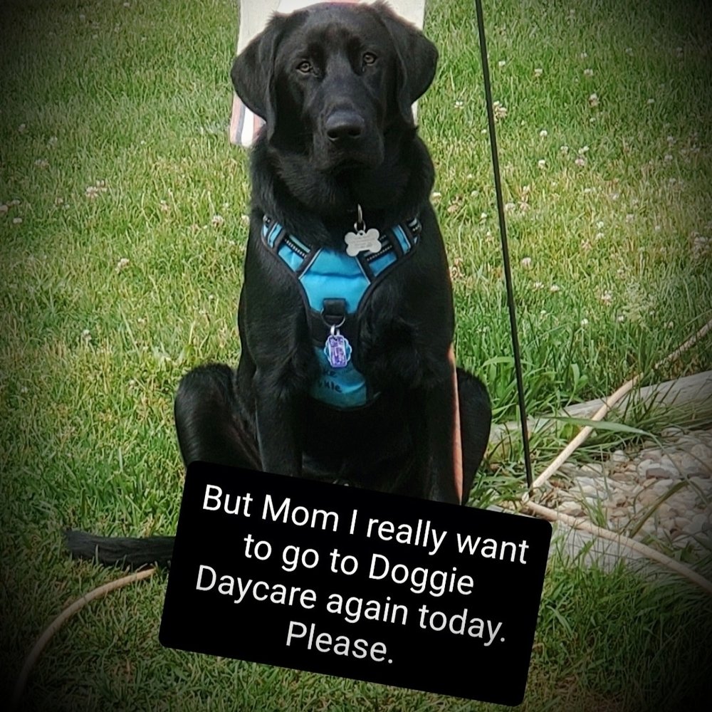 CENTRAL BARK YORK Updated August 2024 10 Reviews 3615 East Market