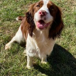 Inner Knowing Canine Connections - Springer Spaniel Training