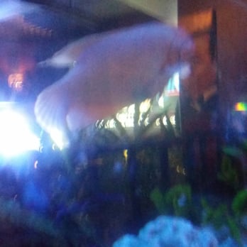 Oceans 8 At Brownstone Billiards - I loooooved the aquarium. There's an eight ball inside. - Pool Halls Near Me - Brooklyn, New York Oceans 8 At Brownstone Billiards - I loooooved the aquarium. There's an eight ball inside. - Pool Halls Near Me - Brooklyn, New York