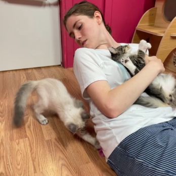 Catnip Cat Cafe - Luka (being held) and unnamed cat (was named but I forgot ) trying to climb on and play around me. - Pet Adoption Near Me - Norfolk, Virginia