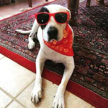 Peaceful Pet In Home - Petunia RIP 11/2020 - Veterinarians Near Me - Tucson, Arizona Peaceful Pet In Home - Petunia RIP 11/2020 - Veterinarians Near Me - Tucson, Arizona