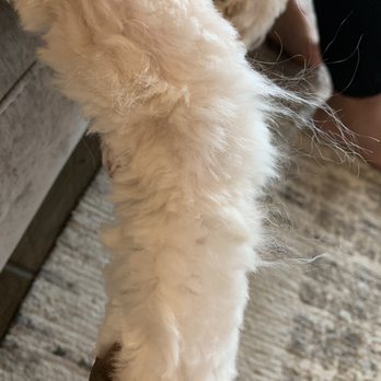 Pet Supplies Plus Katy West - Long hairs left on legs - Pet Stores Near Me - Katy, Texas Pet Supplies Plus Katy West - Long hairs left on legs - Pet Stores Near Me - Katy, Texas