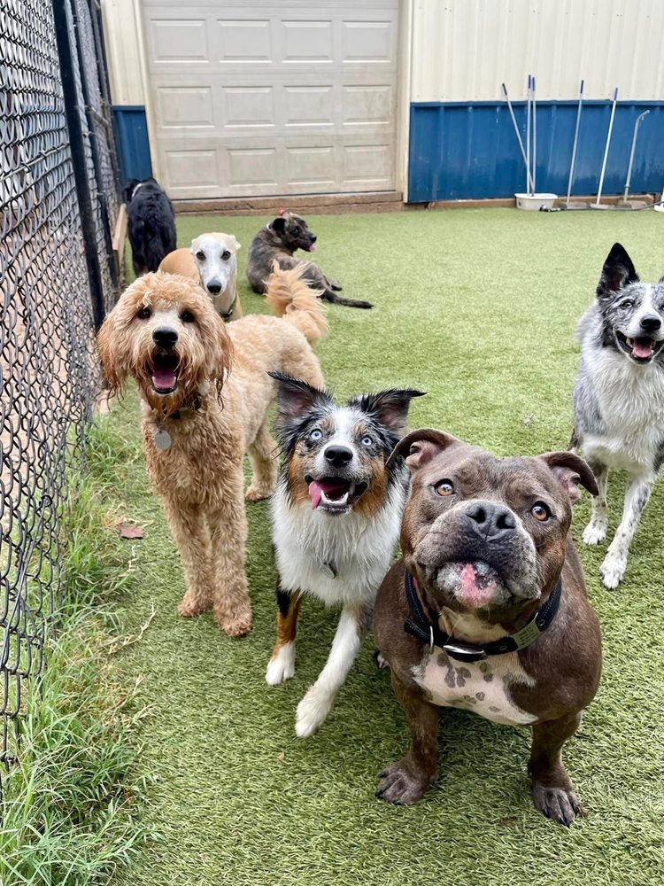 The Hairy Paw Inn - pet boarding facility in Moore, OK