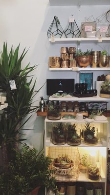 The ZEN Succulent by null