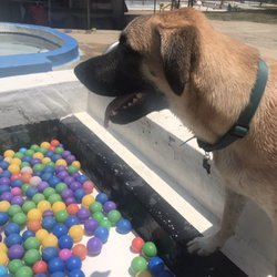 DogWorld - Water slide with colored balls