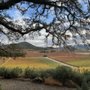 Photo of Gargiulo Vineyards