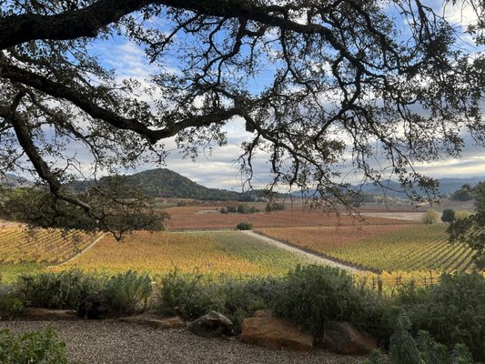 Gargiulo Vineyards by null