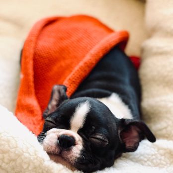 The Boston Puppy - Pet Breeders Near Me