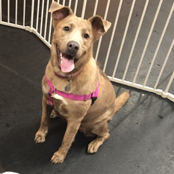Sugar Paws Dog Training - Pet Training Near Me - Ocean, New Jersey