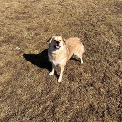 Pawsitive Park - Happy pup
