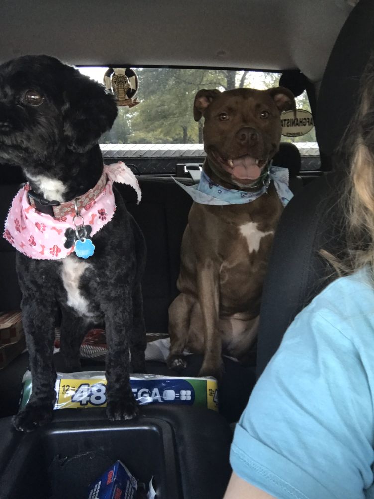 THE DOG HOUSE PET GROOMING SPA 11 Reviews 115 Plantation Ridge Dr