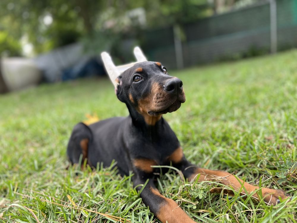 Beshara Kennels Image
