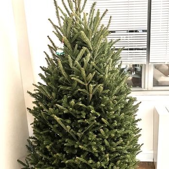 Brooklyn Tree Farm - 6' tree delivered 11/27 - Christmas Trees Near Me - New York, New York Brooklyn Tree Farm - 6' tree delivered 11/27 - Christmas Trees Near Me - New York, New York