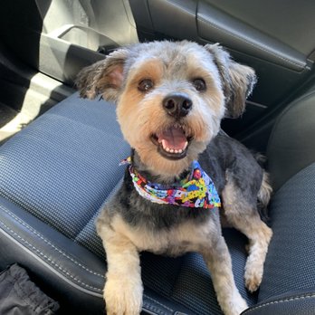 Purrfect Pets - Look how handsome he is! - Pet Groomers Near Me - Elk Grove, California Purrfect Pets - Look how handsome he is! - Pet Groomers Near Me - Elk Grove, California