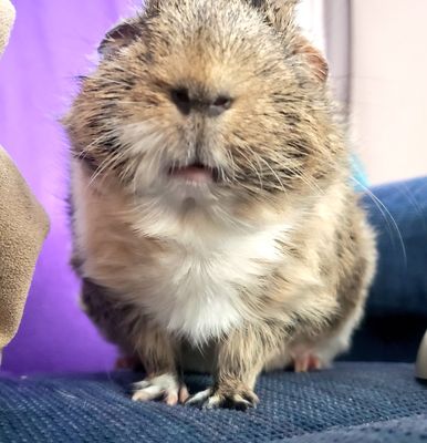 Burnt Hills Veterinary Hospital by null