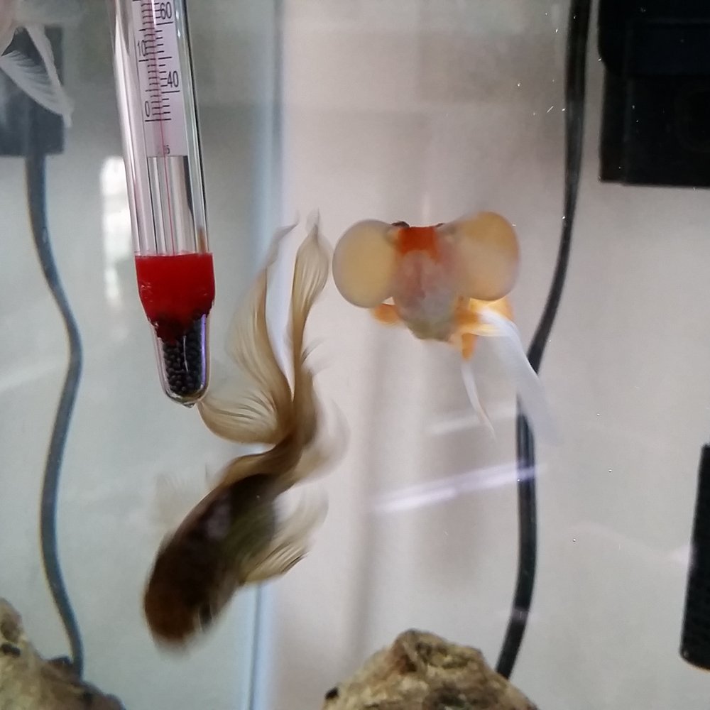Aquatics Unlimited - A newer bubble eye goldfish I got for 20% off! - Aquarium Services Near Me - Milwaukee, Wisconsin