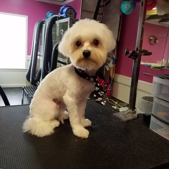 Dog Krazy - Photo credit: Rachel - Dog Krazy Groomer - Pet Stores Near Me - Fredericksburg, Virginia Dog Krazy - Photo credit: Rachel - Dog Krazy Groomer - Pet Stores Near Me - Fredericksburg, Virginia