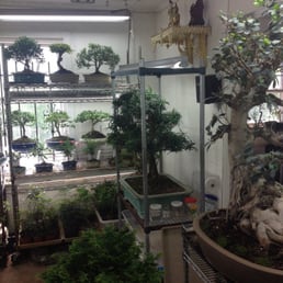 Awesome collection of Bonsai Awesome collection of Bonsai