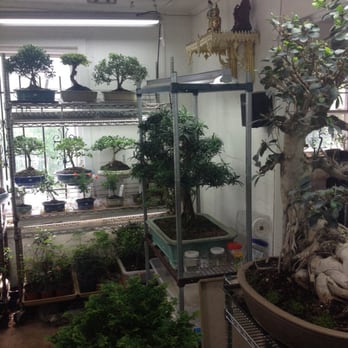 Bonsai House - Awesome collection of Bonsai - Nurseries & Gardening Near Me - Madison Heights, Michigan Bonsai House - Awesome collection of Bonsai - Nurseries & Gardening Near Me - Madison Heights, Michigan