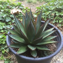 Blue Glow Agave Blue Glow Agave