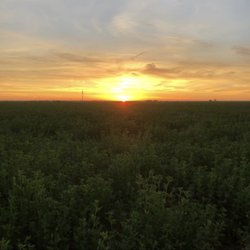 Homestead Hay