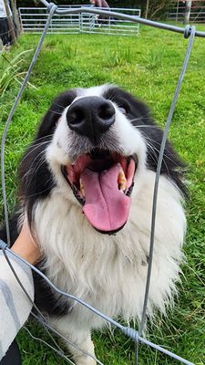 Vagabond Tours of Ireland by null