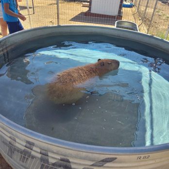 GHOST RANCH EXOTICS AND FUNNY FOOT FARM - Updated March 2026 - 56 ...