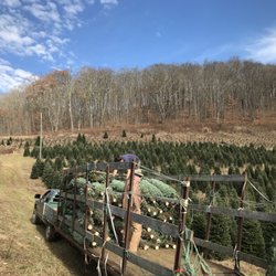 Sugar Mountain Fraser Firs - From the farm to the lot in Columbia