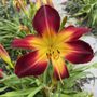 Photo of Bowmanville Garden Walk
