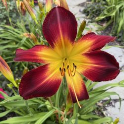 Bowmanville Garden Walk