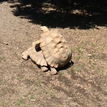 Utica Zoo - Mating season for the tortoises lol - Zoos Near Me - Utica, New York Utica Zoo - Mating season for the tortoises lol - Zoos Near Me - Utica, New York