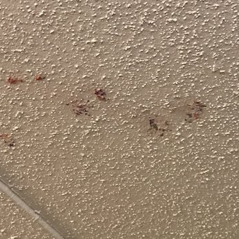 Edgewater Hotel and Waterpark - Gross stain on ceiling above bunk beds. - Hotels Near Me - Duluth, Minnesota Edgewater Hotel and Waterpark - Gross stain on ceiling above bunk beds. - Hotels Near Me - Duluth, Minnesota