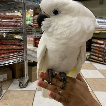 Golden Cockatoo - Such a sweetheart! - Bird Shops Near Me - Deerfield Beach, Florida