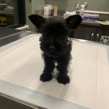 Entrusted Pets - Pet Cremation Services Near Me - Phoenix, Arizona Entrusted Pets - Pet Cremation Services Near Me - Phoenix, Arizona