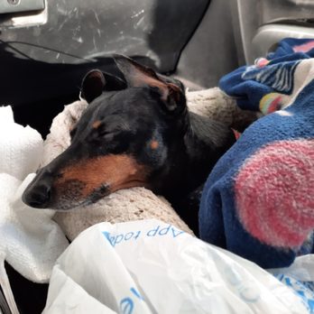 Nice Guy Niel - My work dog sleeping on the job - Handyman Near Me