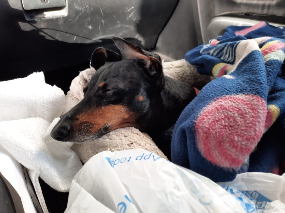 Slide of Nice Guy Niel