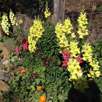 Treebones Resort - Snapdragons in the organic garden - Resorts Near Me - Big Sur, California Treebones Resort - Snapdragons in the organic garden - Resorts Near Me - Big Sur, California