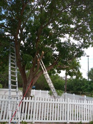 Tree pruning - We specialize in all tree pruning in all Sarasota County. Please call today and mention Yelp. Tree pruning - We specialize in all tree pruning in all Sarasota County. Please call today and mention Yelp.