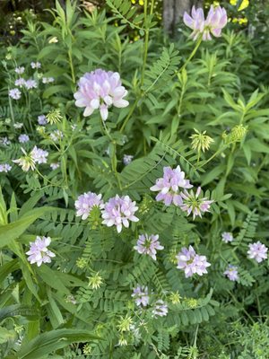 The Windham Path by null