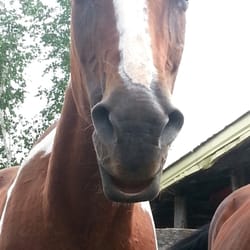 El Rancho Manana Campground & Riding Stable