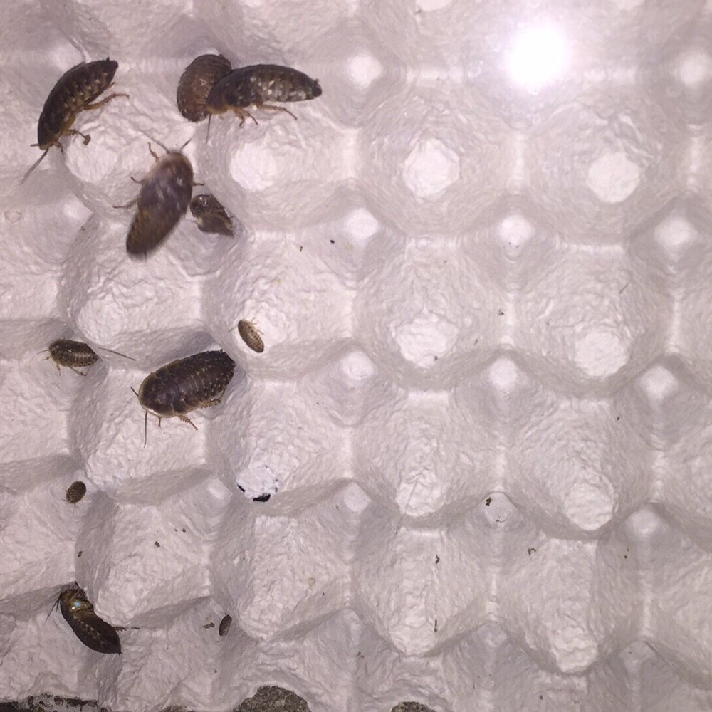 Arizona Reptile Center - Feeder dubia roaches - Pet Stores Near Me - Mesa, Arizona Arizona Reptile Center - Feeder dubia roaches - Pet Stores Near Me - Mesa, Arizona