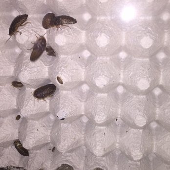 Arizona Reptile Center - Feeder dubia roaches - Pet Stores Near Me - Mesa, Arizona Arizona Reptile Center - Feeder dubia roaches - Pet Stores Near Me - Mesa, Arizona