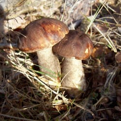 Wildpark Tiergarten Braunfels - Junge Steinpilze