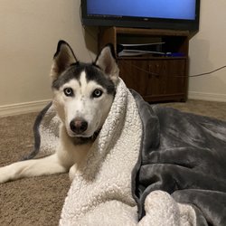 Alpine Animal Hospital - Loki loving his life thanks to the amazing care from AAH