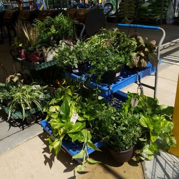 Walmart Garden Center - Looks like they are starting to get new plants in. - Nurseries & Gardening Near Me - Picayune, Mississippi Walmart Garden Center - Looks like they are starting to get new plants in. - Nurseries & Gardening Near Me - Picayune, Mississippi