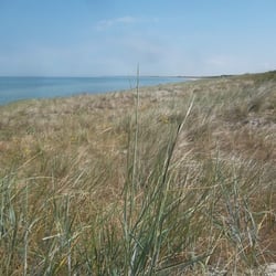 Strand Von Neuhaus - Neuhaus, Strand, 2014. Copyright by mostro-HH