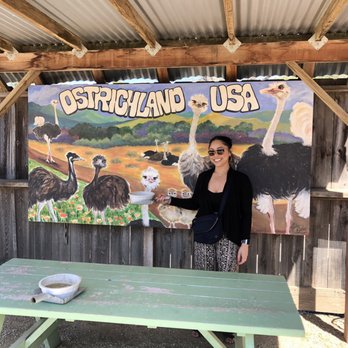 Ostrichland USA - Attraction Farms Near Me - Solvang, California Ostrichland USA - Attraction Farms Near Me - Solvang, California